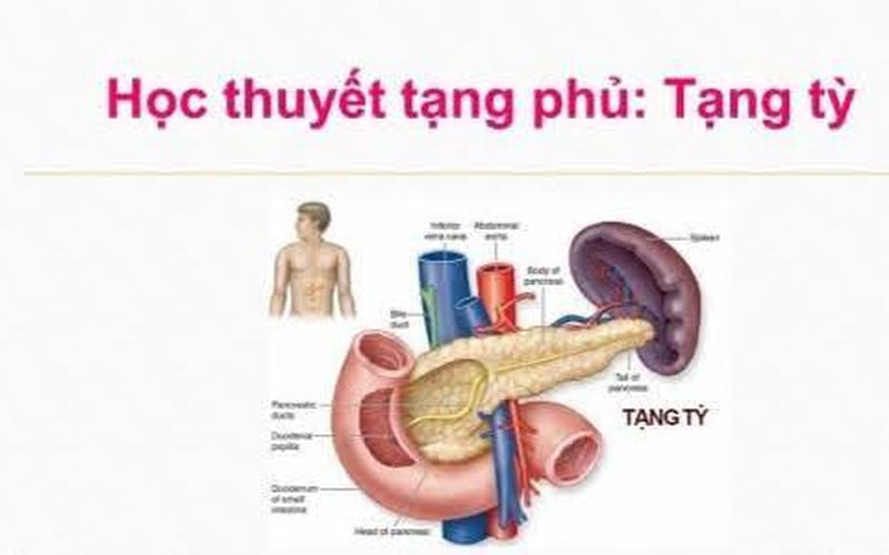 Bài 4 : Hiểu sâu Tỳ vị  Phần 1 : Tỳ vị là gì ? Vai Trò và Chức Năng Của Tỳ Vị