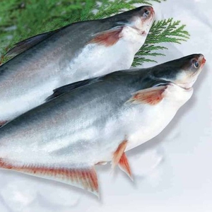 Pangasius
