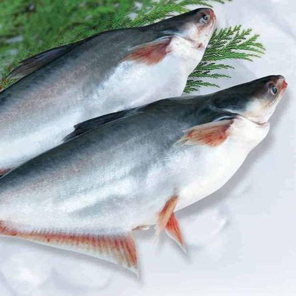 Pangasius