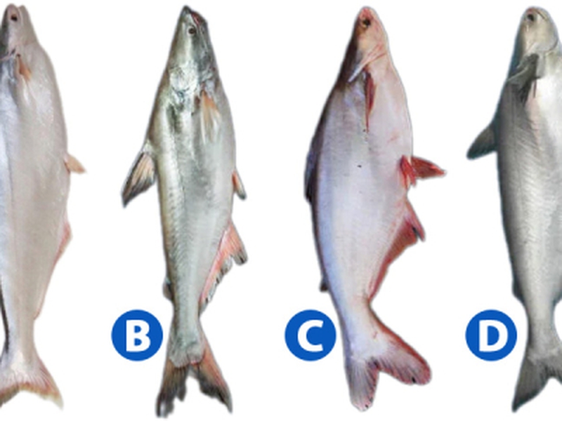 How to distinguish among other Pangasius species.