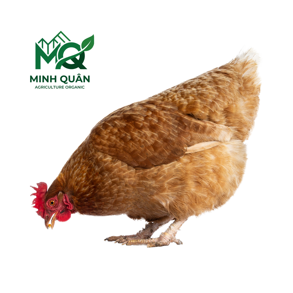 Gà thả vườn Minh Quân