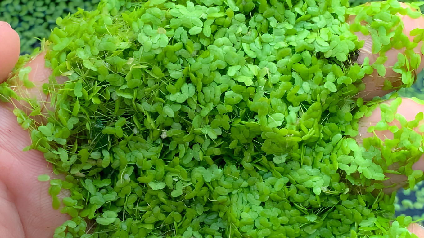 Nguyên liệu hữu cơ 