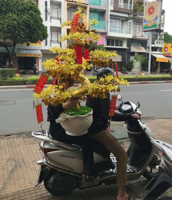 Cây hoa mai pha lê Cây hoa mai pha lê