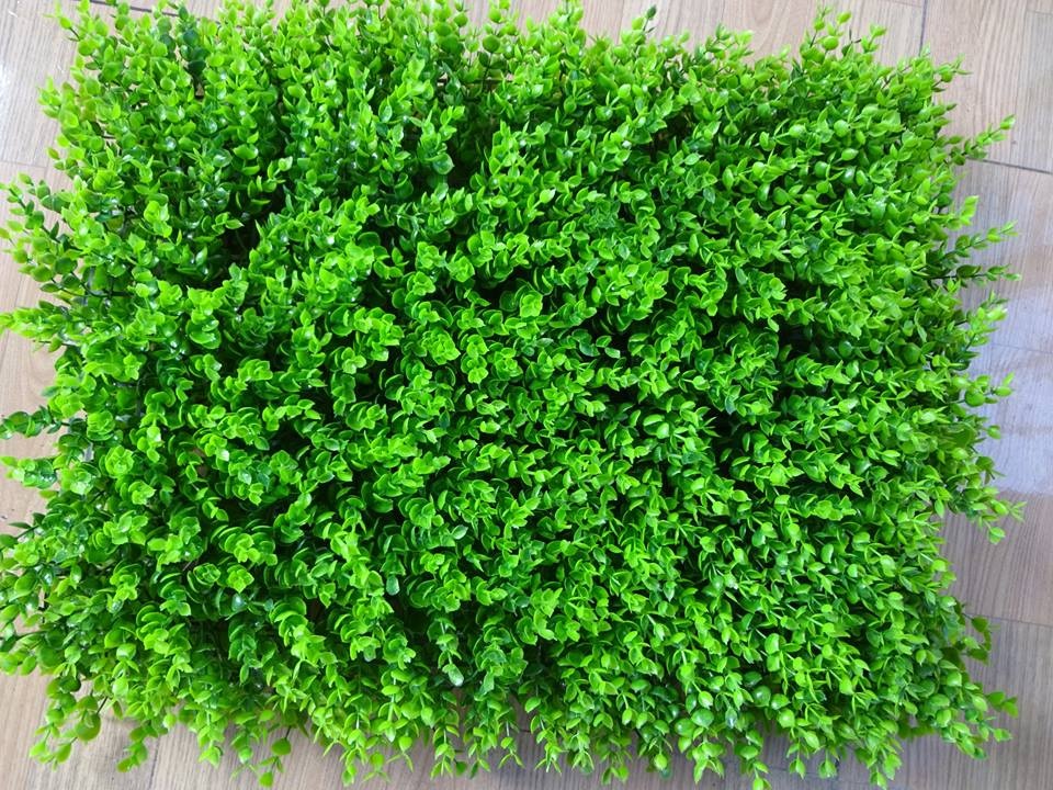 Cỏ tai chuột Cỏ tai chuột