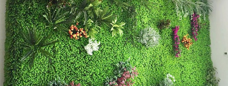 Cỏ tai chuột Cỏ tai chuột