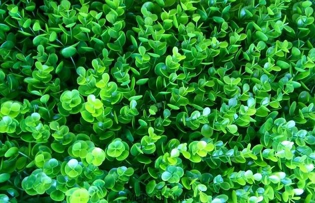 Cỏ tai chuột Cỏ tai chuột