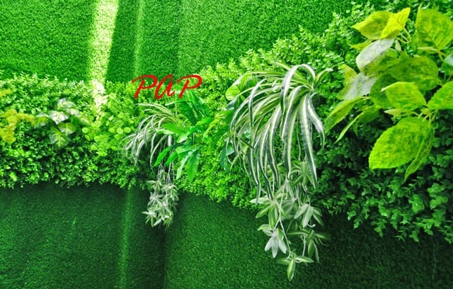 Cỏ tai chuột Cỏ tai chuột