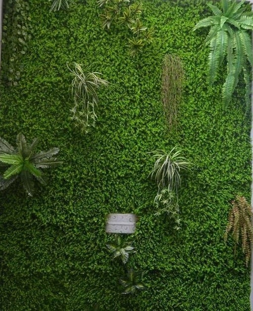 Cỏ tai chuột Cỏ tai chuột
