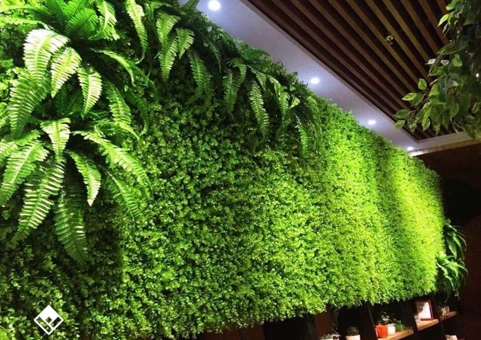 Cỏ tai chuột Cỏ tai chuột