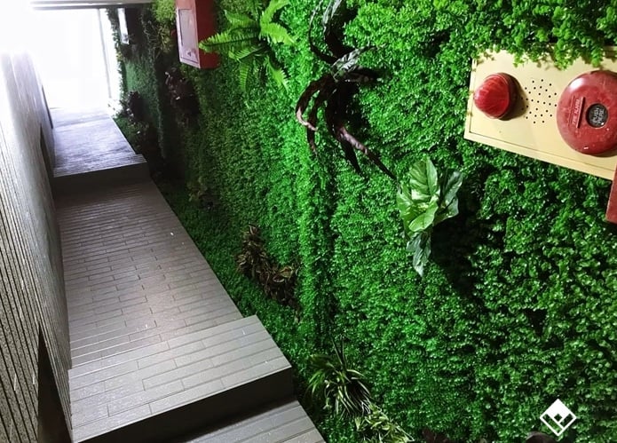 Cỏ tai chuột Cỏ tai chuột