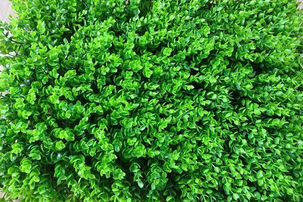 Cỏ tai chuột Cỏ tai chuột