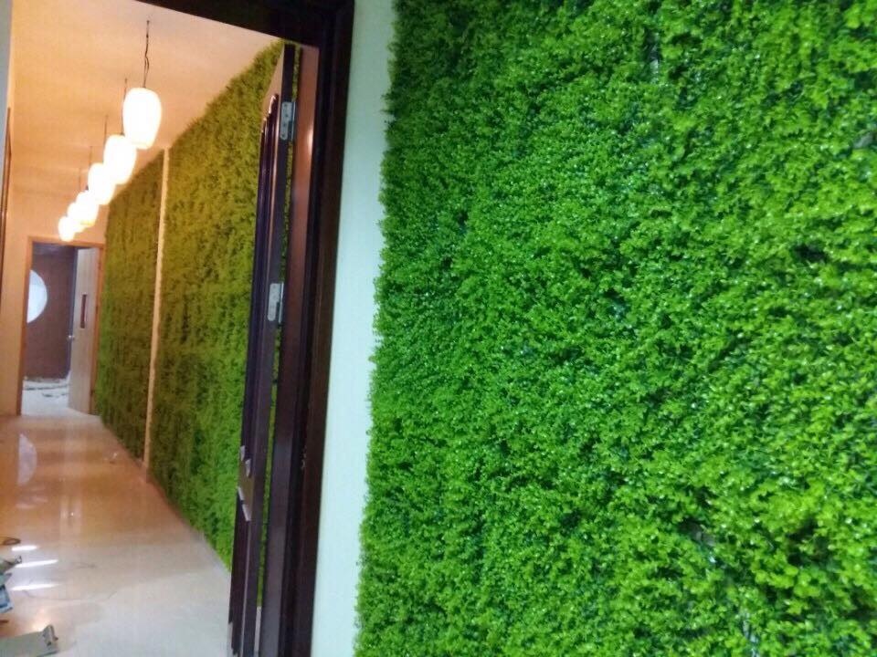 Cỏ tai chuột Cỏ tai chuột