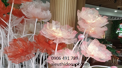 Hoa voan khổng lồ, hoa voan bông lớn Hoa voan khổng lồ, hoa voan bông lớn
