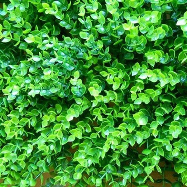 Cỏ tai chuột