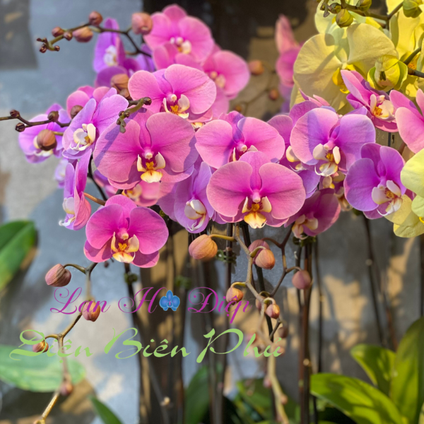 Lan Hồ Điệp ra hoa đúng Tết