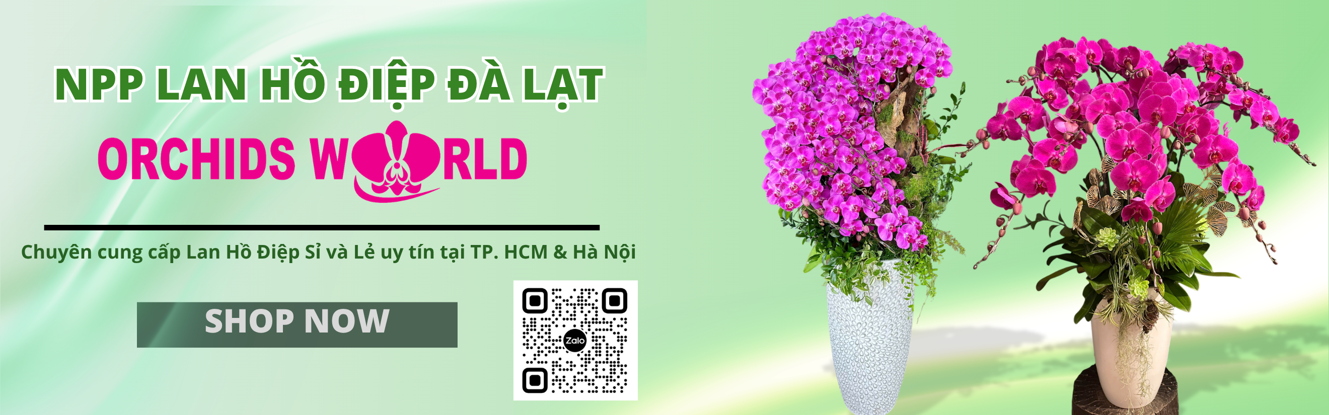 Lan Hồ Điệp Orchids World