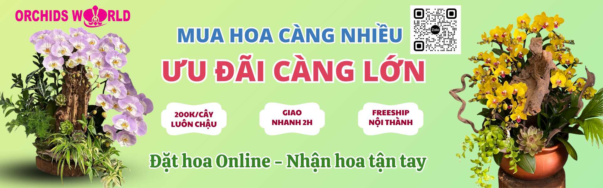 Lan Hồ Điệp Orchids World