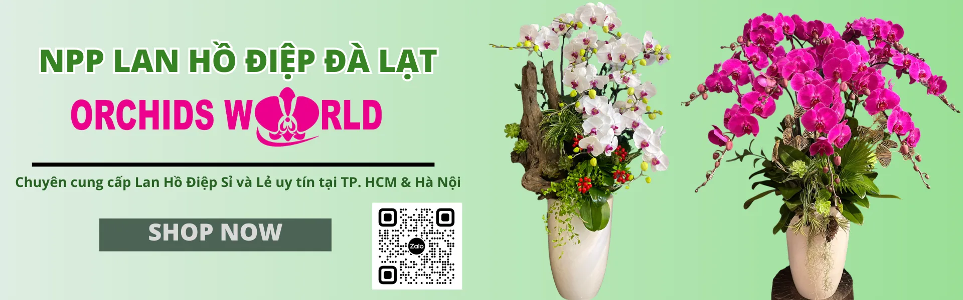 Lan Hồ Điệp Orchids World