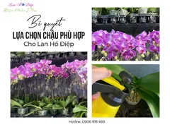 Chậu Trồng Lan Hồ Điệp: Bí Quyết Lựa Chọn Chậu Phù Hợp Cho Lan Hồ Điệp