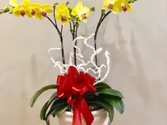 8 bước để lan hồ điệp nở hoa