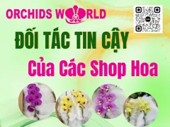 Orchids World – Đối Tác Bán Sỉ Hoa Lan Hồ Điệp Tin Cậy Của Các Shop Hoa Trong thị trường hoa tươi đầy cạnh tranh, việc lựa chọn được nguồn hoa chất lượng –