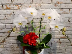 Phục Hồi Lan Hồ Điệp Bị Nhăn Thân Héo Lá