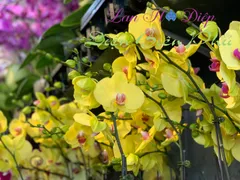 5 Sai Lầm Khi Trồng Lan Hồ Điệp Mà Bạn Cần Phải Biết