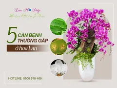 5 Căn Bệnh Thường Gặp Ở Hoa Lan