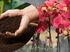 Bón Bã Cà Phê Cho Hoa Lan: Bí Quyết Giúp Cây Ra Hoa Rực Rỡ Và Phát Triển Khỏe Mạnh