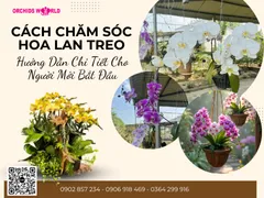 Cách Chăm Sóc Hoa Lan Treo: Hướng Dẫn Chi Tiết Cho Người Mới Bắt Đầu