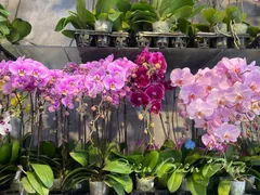 CÁCH CHĂM SÓC LAN HỒ ĐIỆP GIÚP CÂY PHÁT TRIỂN KHỎE MẠNH, RA HOA ĐỒNG ĐỀU