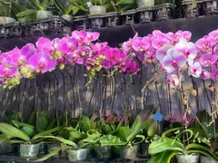 CÁCH PHỤC HỒI LAN HỒ ĐIỆP BỊ CẮT HẾT RỄ HIỆU QUẢ