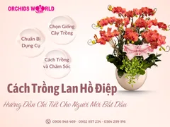 Cách Trồng Lan Hồ Điệp - Hướng Dẫn Chi Tiết Cho Người Mới Bắt Đầu