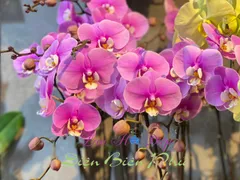 CÁCH TRỒNG LAN HỒ ĐIỆP NGAY KHI MUA VỀ