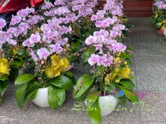 Bí quyết cách trồng lan hồ điệp sau tết đảm bảo cây phát triển tốt