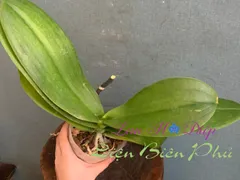 HƯỚNG DẪN CHI TIẾT CÁCH TRỒNG LAN HỒ ĐIỆP ĐỂ HOA NỞ ĐẸP VÀ LÂU TÀN