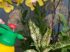 CÁCH TƯỚI LAN HỒ ĐIỆP ĐẢM BẢO CÂY PHÁT TRIỂN KHỎE MẠNH, TƯƠI TỐT