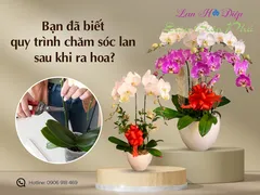 Bạn Đã Biết Quy Trình Chăm Sóc Lan Sau Khi Ra Hoa?