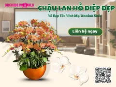 Chậu Lan Hồ Điệp Đẹp - Món Quà Sang Trọng Tôn Vinh Mọi Khoảnh Khắc
