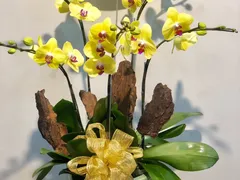 Bón phân cho lan hồ điệp trồng ở nhà