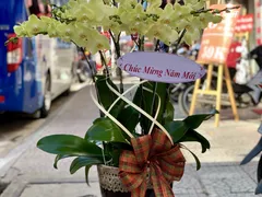 Phục Hồi Lan Hồ Điệp Bị Héo Lá- Vàng Lá( P2)