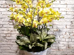 Trồng lan hồ điệp bằng dớn trắng