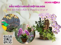 Dấu hiệu lan hồ điệp ra hoa: Cách nhận biết và chuẩn bị để cây bung nở rực rỡ