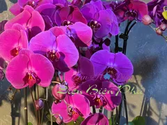 Chia sẻ cách để lan hồ điệp ra hoa đúng Tết từ người trồng lan lâu năm