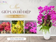 Mẹo Giữ Lan Hồ Điệp Tươi Lâu Có Thể Bạn Chưa Biết