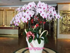 Cách cắm lan hồ điệp sao cho đẹp