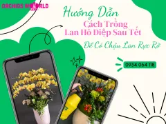 Hướng Dẫn Cách Trồng Lan Hồ Điệp Sau Tết Để Có Chậu Lan Rực Rỡ