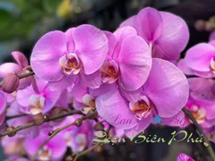 MÁCH BẠN BÍ QUYẾT KÍCH HOA LAN HỒ ĐIỆP HIỆU QUẢ MÀ AN TOÀN