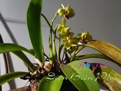 Lan Hồ Điệp Bị Thối Lá Là Do Đâu Và Cách Xử Lý Là Gì?