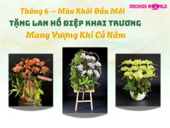 Tháng 6 – Mùa Khởi Đầu Mới: Tặng Lan Hồ Điệp Khai Trương Mang Vượng Khí Cả Năm